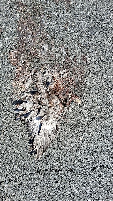 Basahatea  - Eraztun Berdeko Basozainak Guardas Anillo Verde