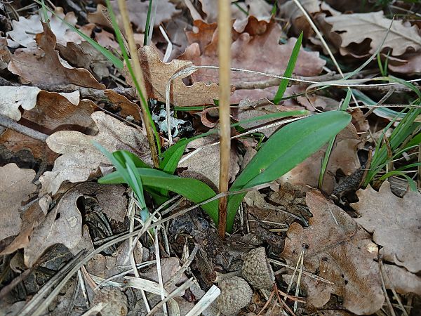 Platanthera bifolia  - Alain Falvard