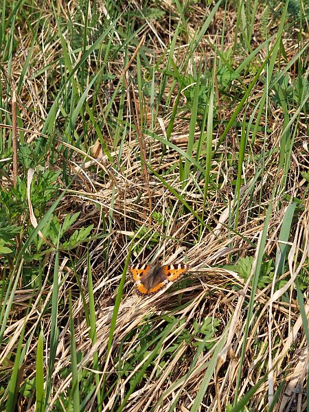 Aglais urticae  - Filippo Vaninetti