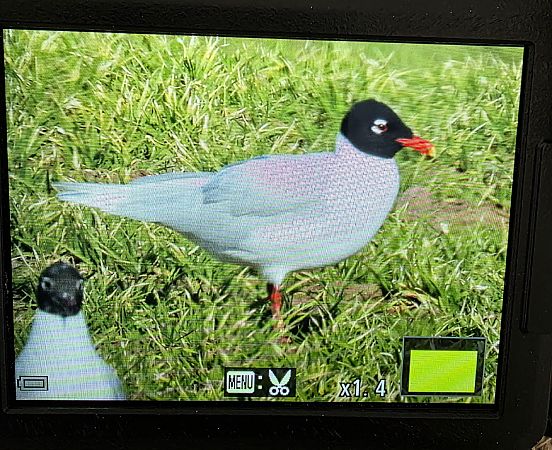 Schwarzkopfmöwe  - Robert Locman