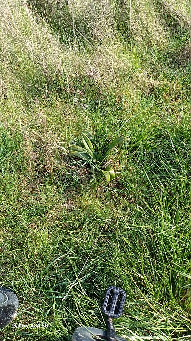 Anacamptis morio  - Sabrina Lepelletier