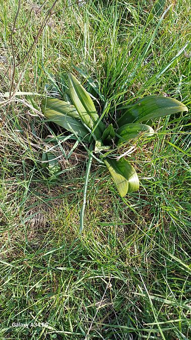 Anacamptis morio  - Sabrina Lepelletier