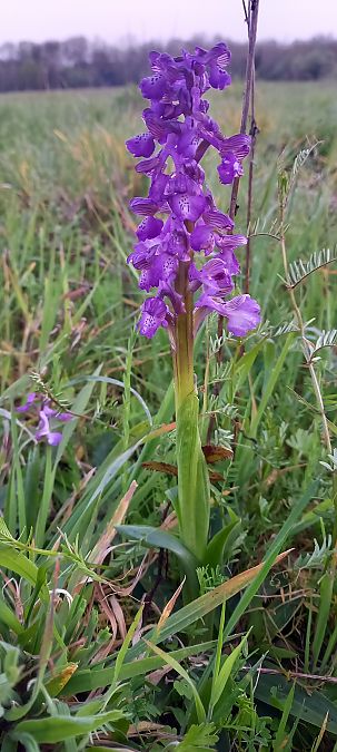 Anacamptis morio  - Natacha Rouzeau