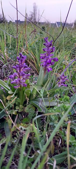 Anacamptis morio  - Natacha Rouzeau