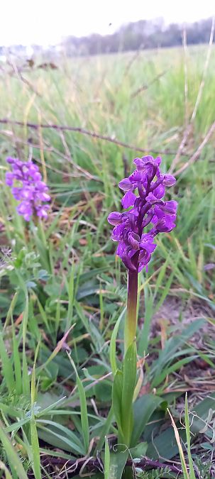 Anacamptis morio  - Natacha Rouzeau