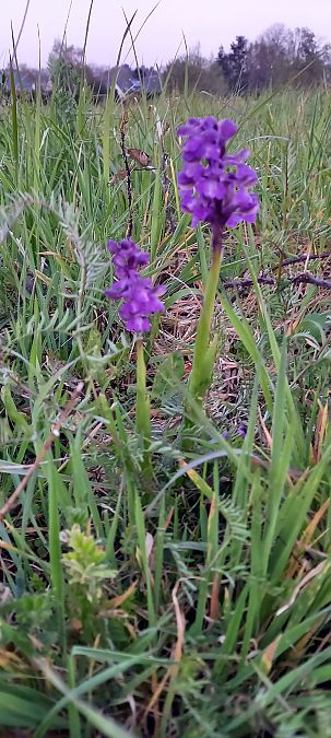 Anacamptis morio  - Natacha Rouzeau