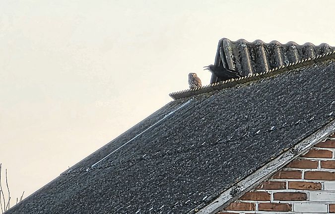 Steinkauz  - Przemysław Stachyra