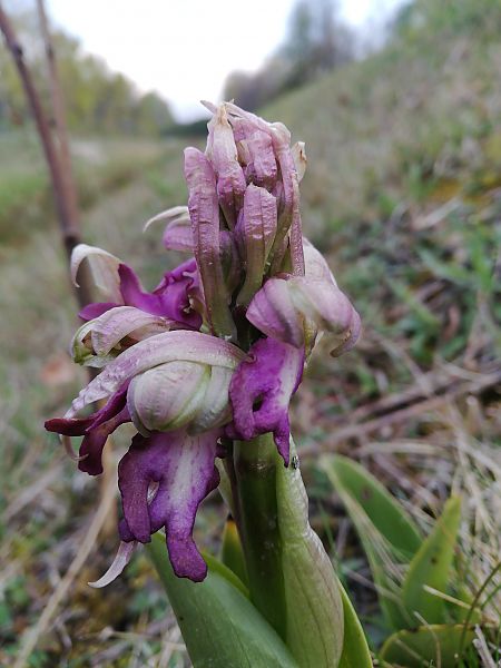 Himantoglossum robertianum  - Laurent Fourneret