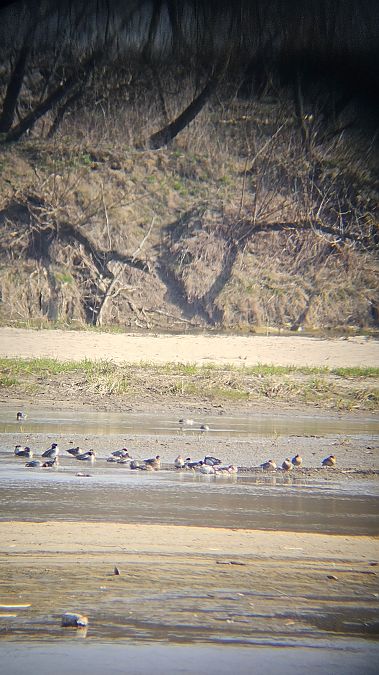 cyraneczka  - Anna Kamilewicz-Wicik