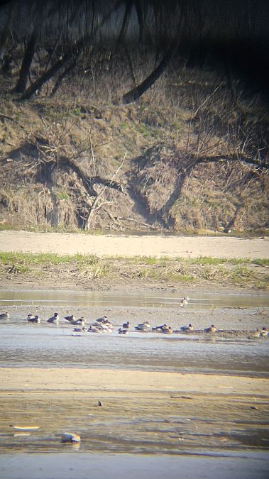 Krickente  - Anna Kamilewicz-Wicik