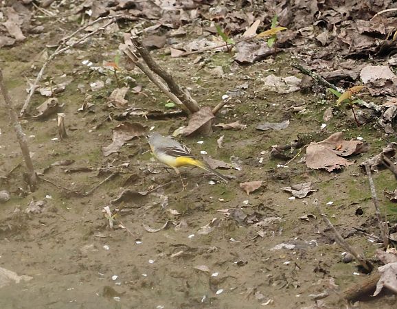 Ballerina gialla  - Adelfina Aldrovandi