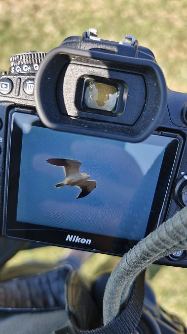 Nibbio bianco  - Pierluigi Serravalle