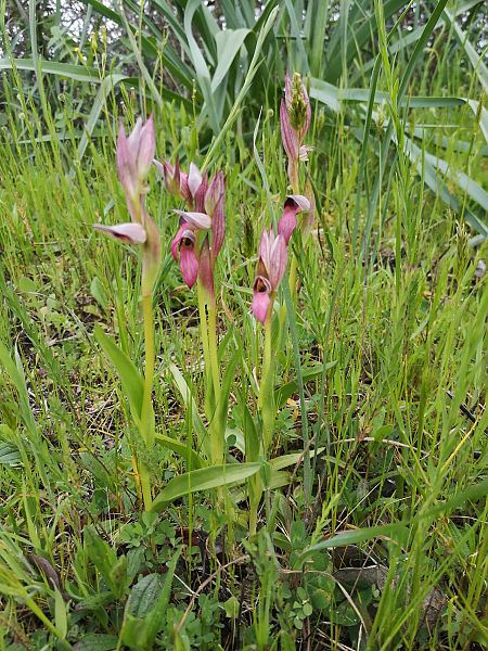 Serapias lingua  - Richard Fay