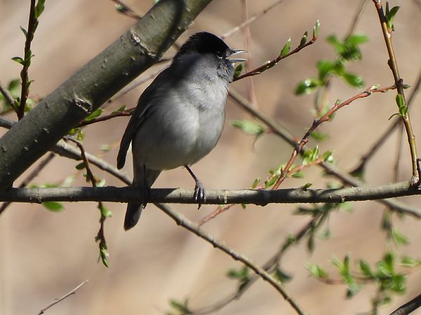 Tallarol de casquet  - Joan Pessarrodona