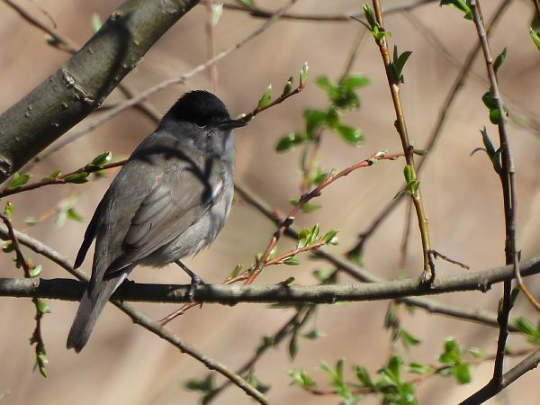 Tallarol de casquet  - Joan Pessarrodona