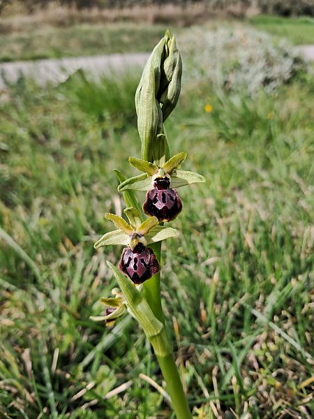 Ophrys passionis  - Laurent Mazet