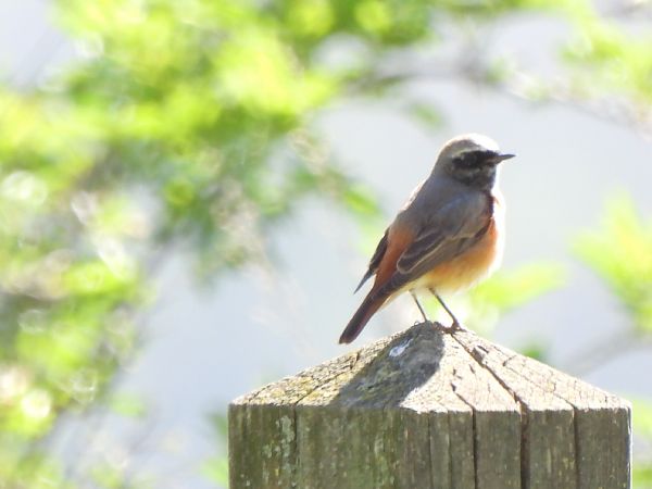 Cotxa cua-roja  - Joan Pessarrodona