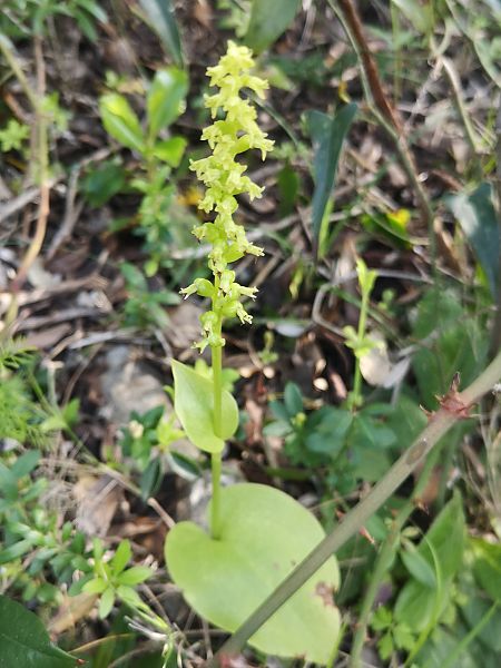 Gennaria diphylla  - Richard Fay