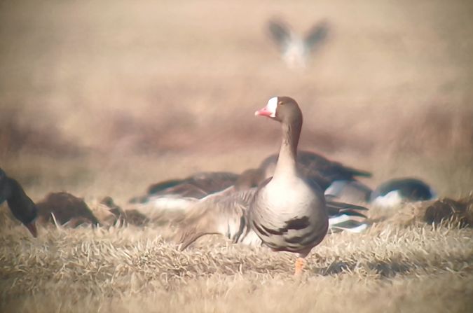 Zwerggans  - Michał Polakowski