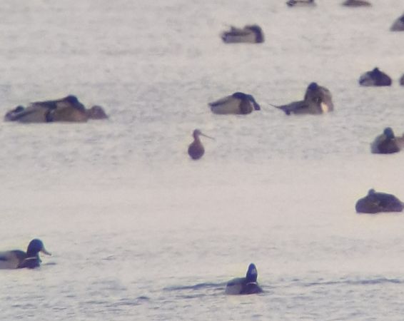 Barge à queue noire  - Grzegorz Kaczorowski