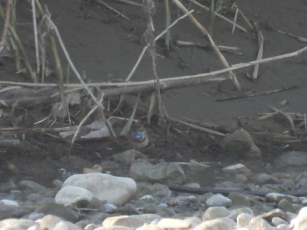 Pettazzurro  - Enrico Carta