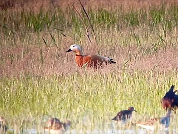 Ànec canyella  - Joan Ventura