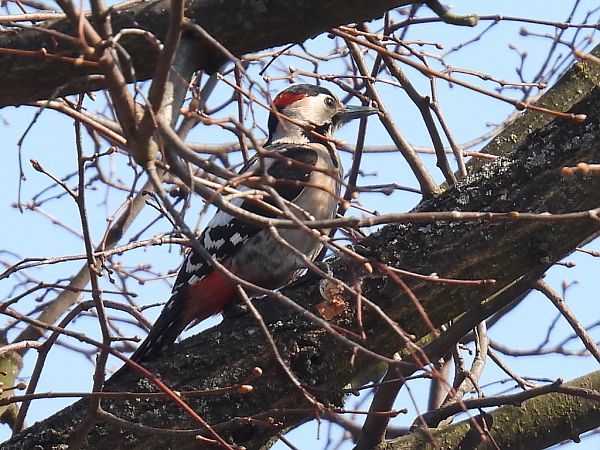 dzięcioł białoszyi  - Kacper Mikulski