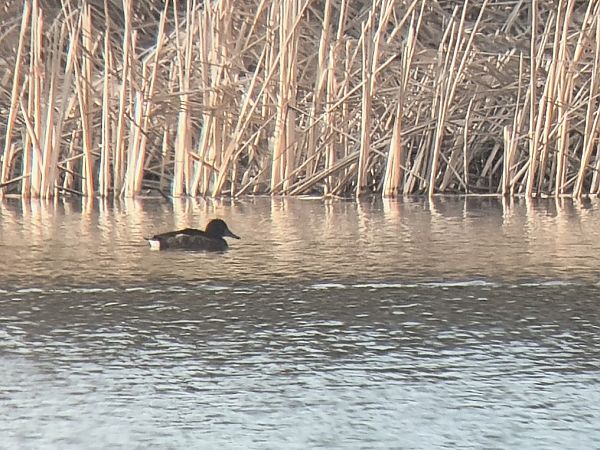 Moorente  - Michał Białek
