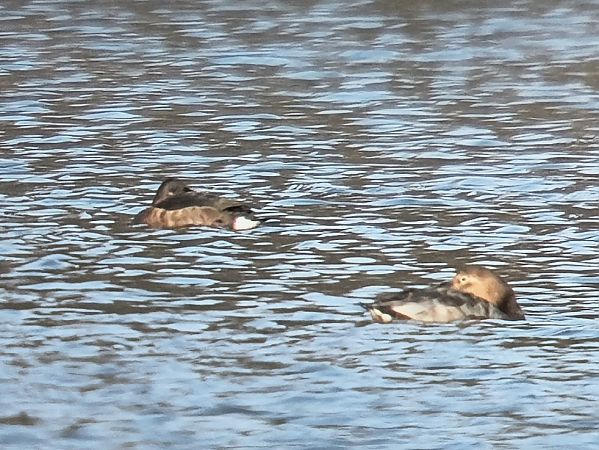 podgorzałka  - Michał Białek
