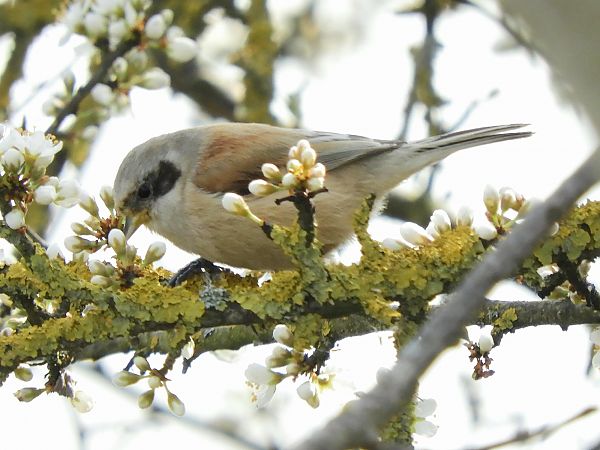 Pendolino  - Massimo Tassinari