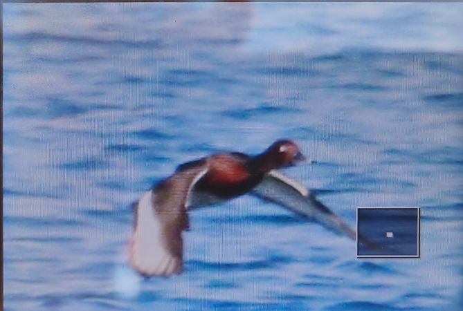 Moorente  - Tadeusz Sobuś