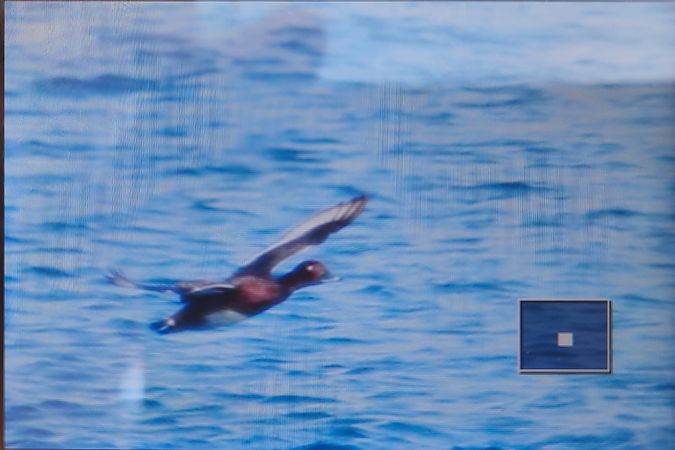 Moorente  - Tadeusz Sobuś