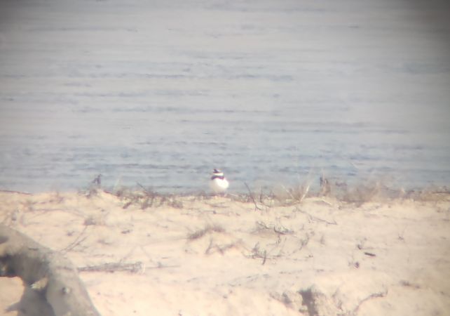 sieweczka obrożna  - Michał Kowalczuk