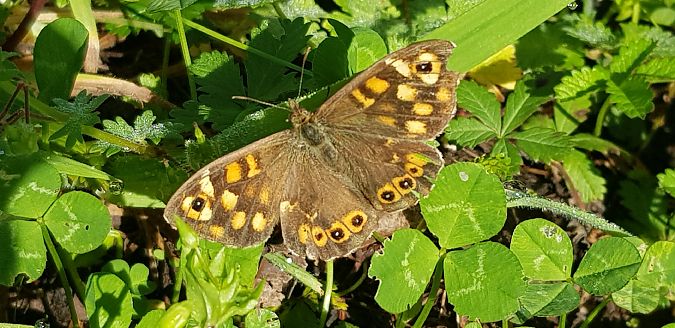 Pararge aegeria  - Giuseppe Di Lieto