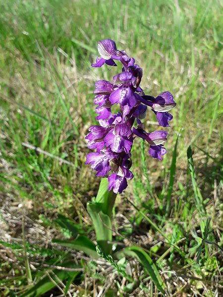 Anacamptis morio  - Marc Tessier