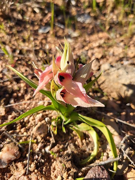 Serapias neglecta  - Claire Goriot