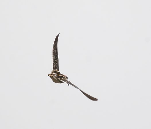 bekasik  - Monika Żochowska