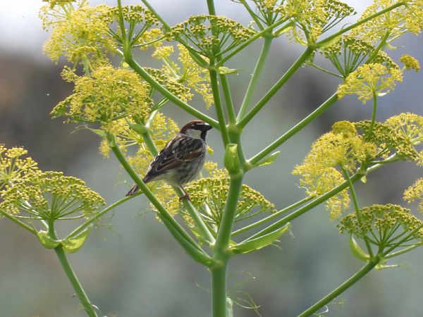 Passera sarda  - Cosimo Gabbani