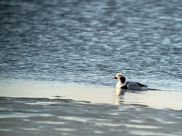 lodówka  - Artur Andrzejewski