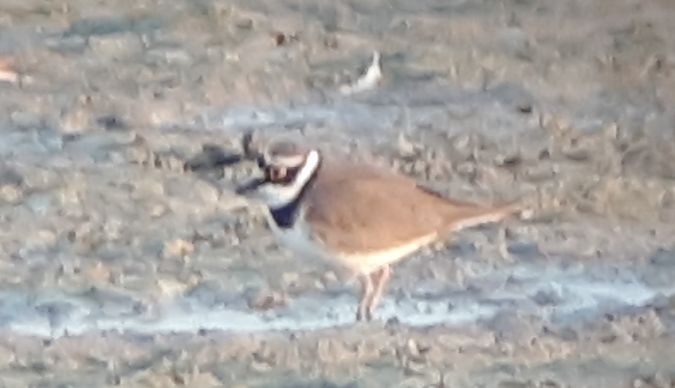 Flussregenpfeifer  - Lino Lipparini