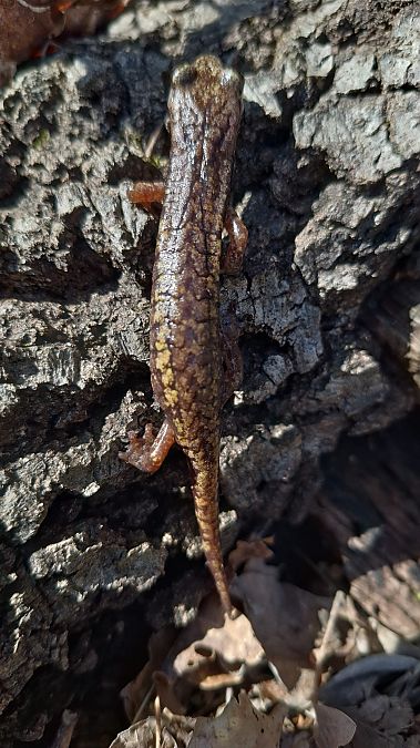 Geotritone di Strinati  - Renato Cottalasso