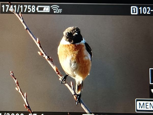 kląskawka  - Ryszard Dworak