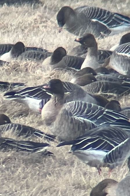 Oie à bec court  - Krzysztof Lis