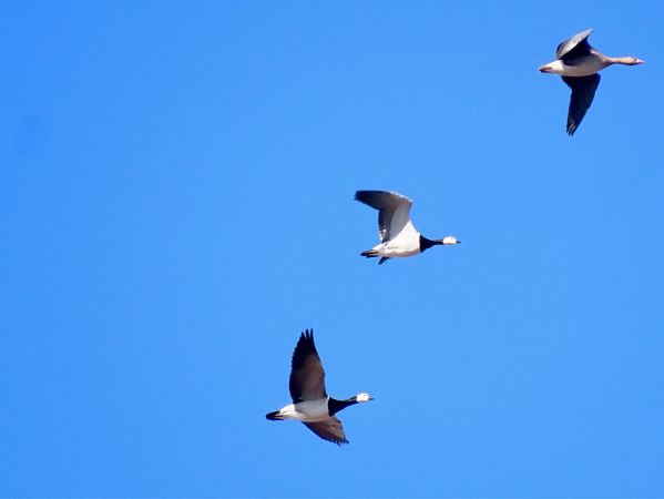 Weisswangengans  - Łukasz Konopka