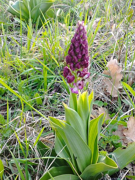 Orchis purpurea  - Gérard Joseph