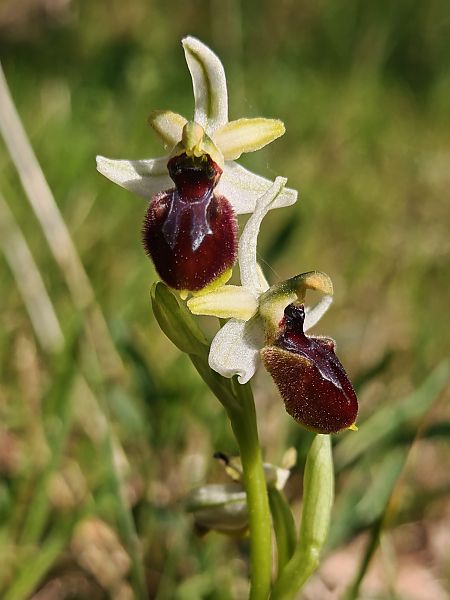 Ophrys provincialis  - Magali Charpin