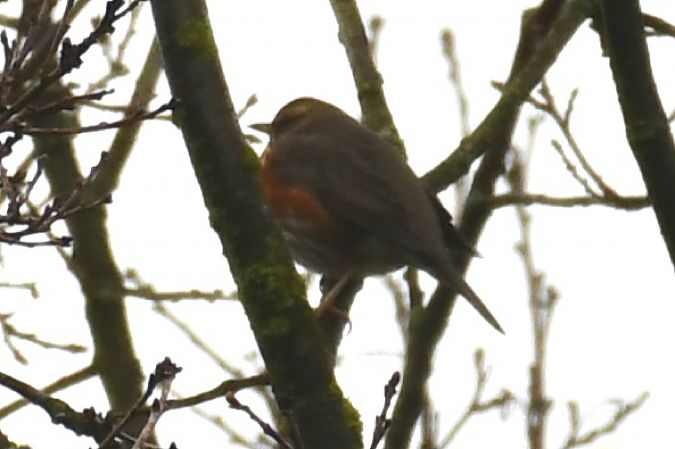 droździk  - Paweł Zaniecki