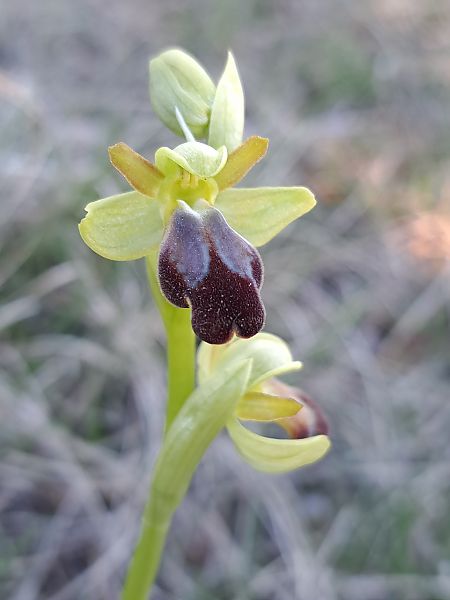 Ophrys forestieri  - Emmanuel Cosson