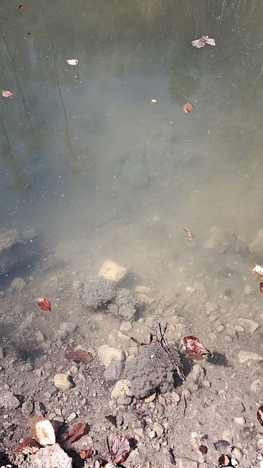 Rana temporaria  - Marta Villa