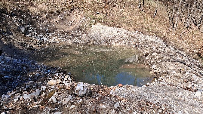 Rana temporaria  - Marta Villa